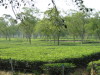 Namrup Tea Garden 1