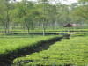 Namrup Tea Garden 2